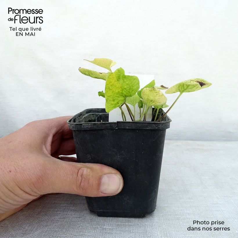 Spécimen de Brunnera macrophylla Diane's Gold - Myosotis du Caucase Godet de 9cm tel que livré au printemps