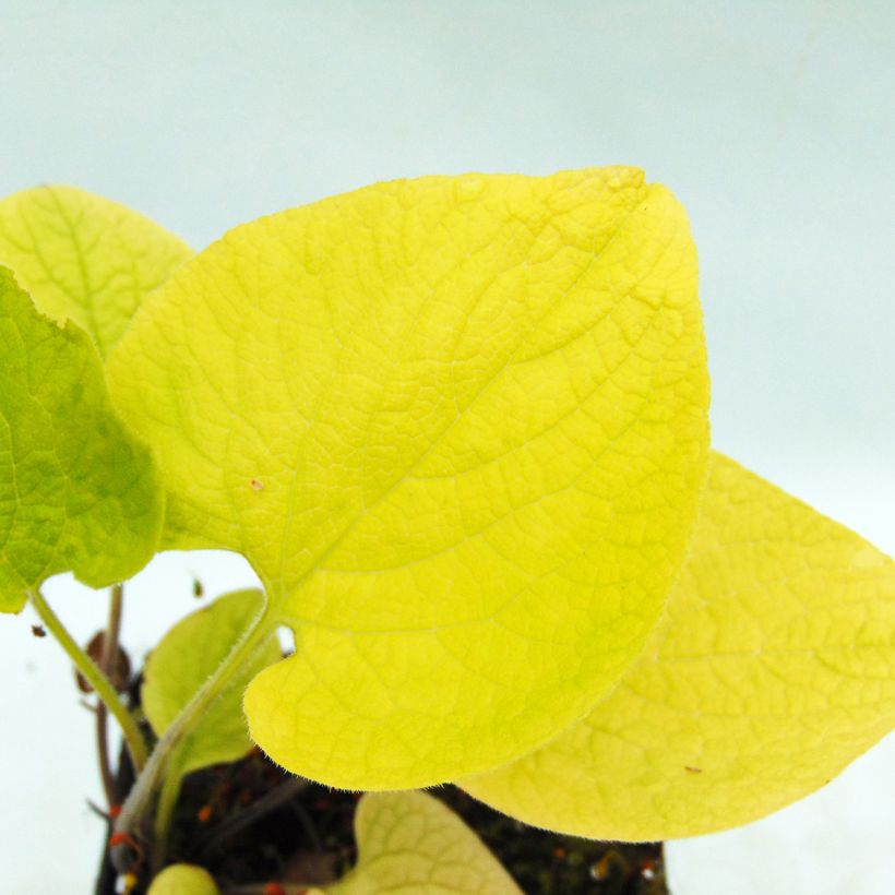 Brunnera macrophylla Diane's Gold - Myosotis du Caucase (Feuillage)