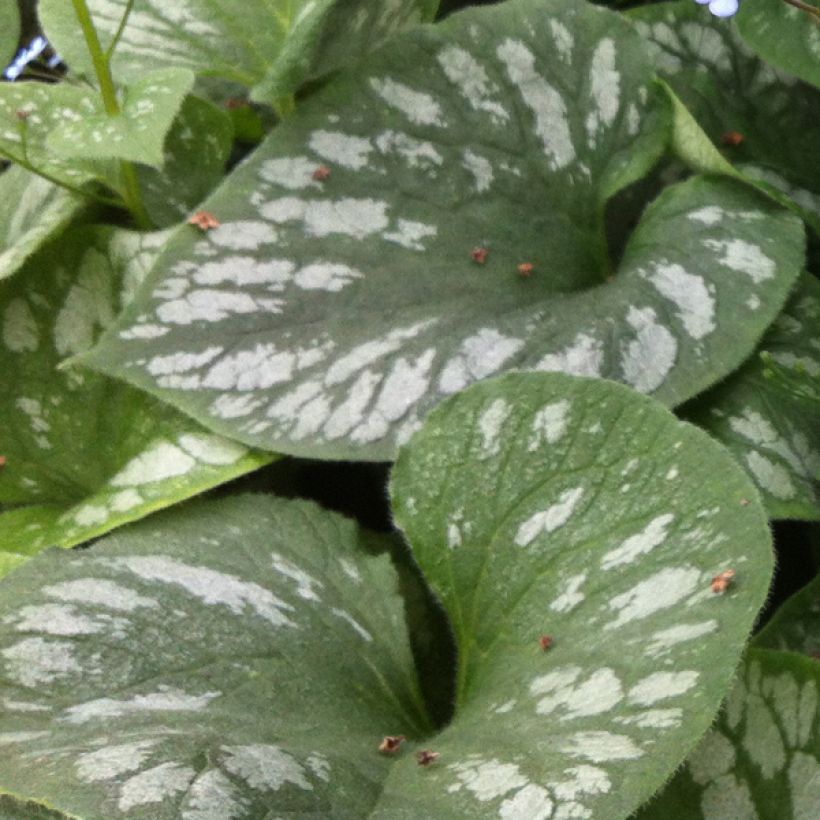 Brunnera macrophylla Emerald Mist - Myosotis Caucase (Feuillage)