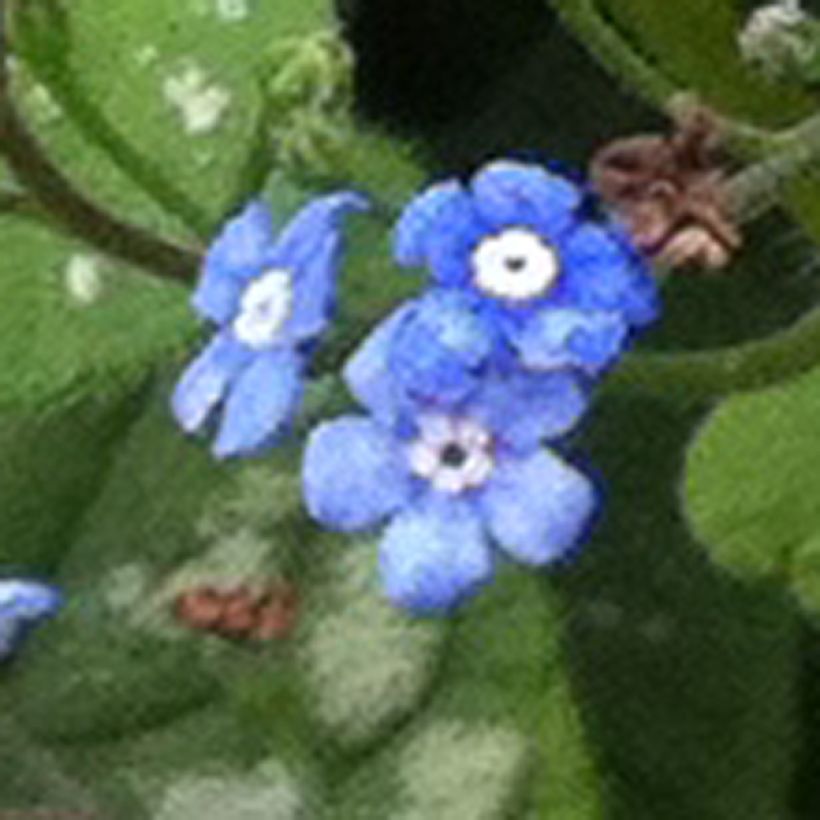 Brunnera macrophylla Emerald Mist - Myosotis Caucase (Floraison)