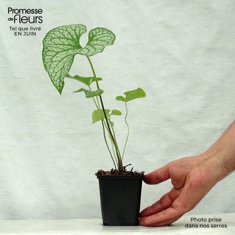 Spécimen de Brunnera macrophylla Emerald Mist - Myosotis Caucase Godet de 8/9 cm tel que livré en été