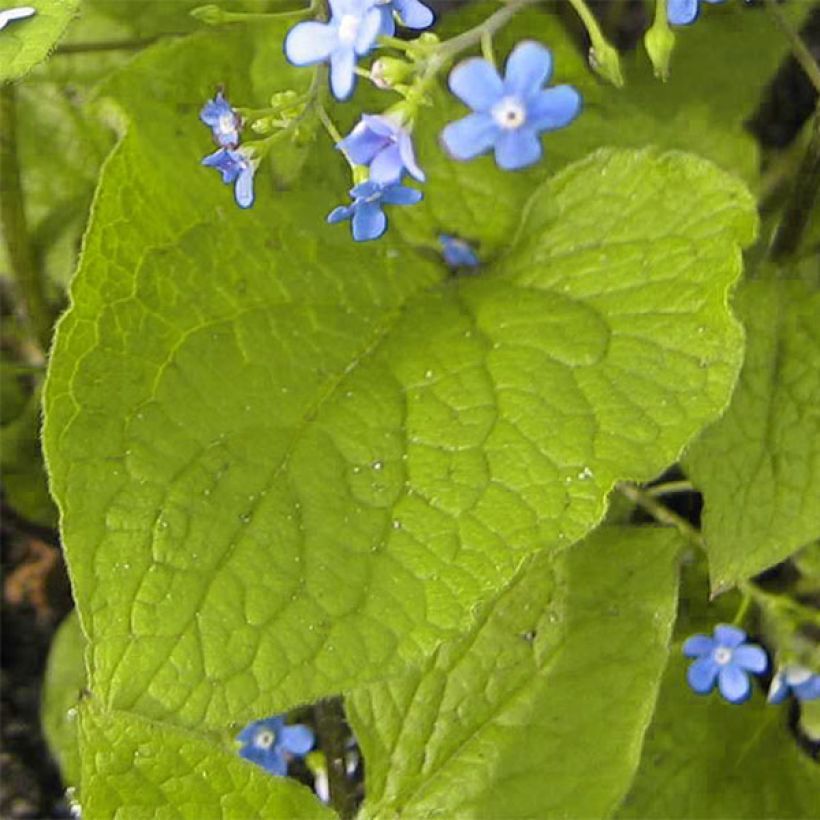 Brunnera macrophylla Green Gold - Myosotis du Caucase (Feuillage)