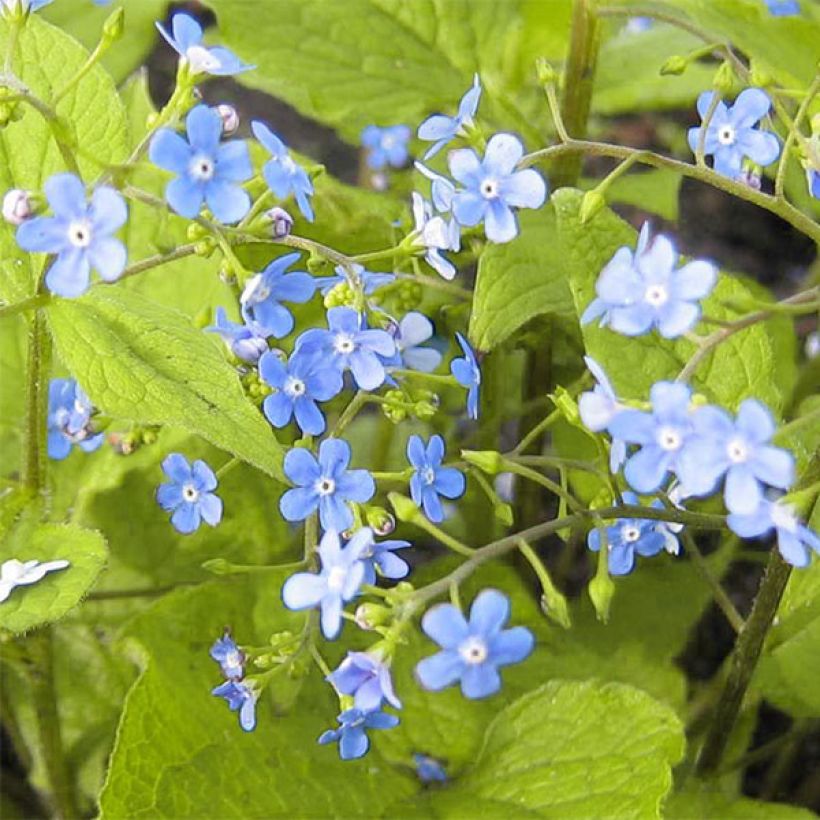 Brunnera macrophylla Green Gold - Myosotis du Caucase (Floraison)