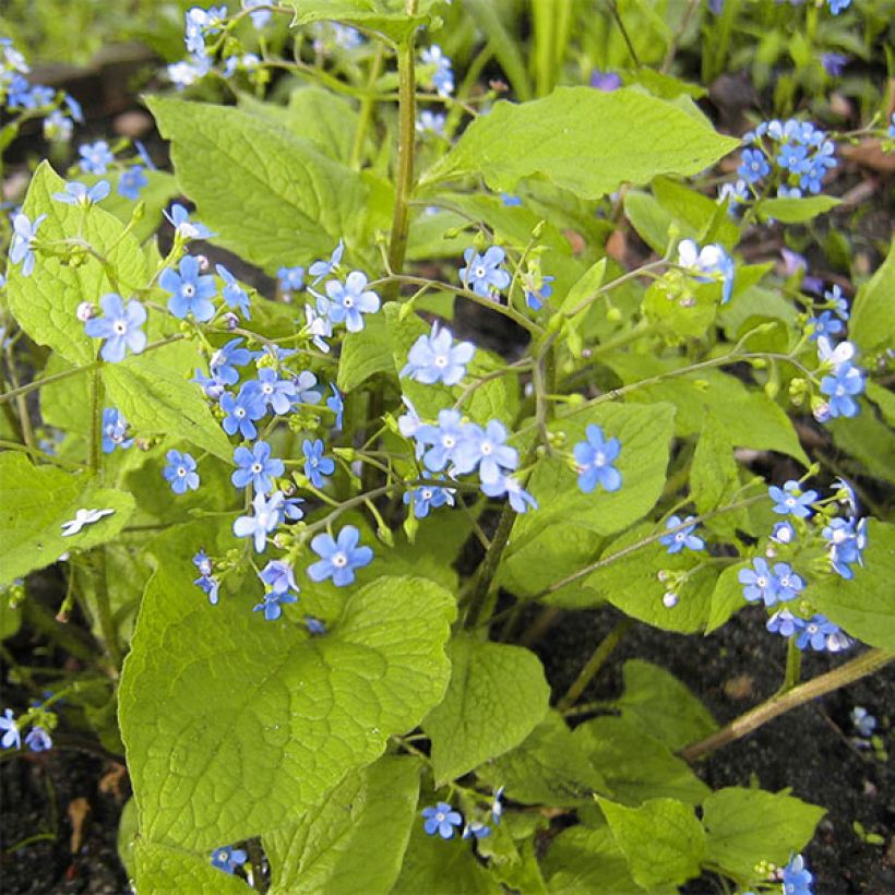 Brunnera macrophylla Green Gold - Myosotis du Caucase (Port)