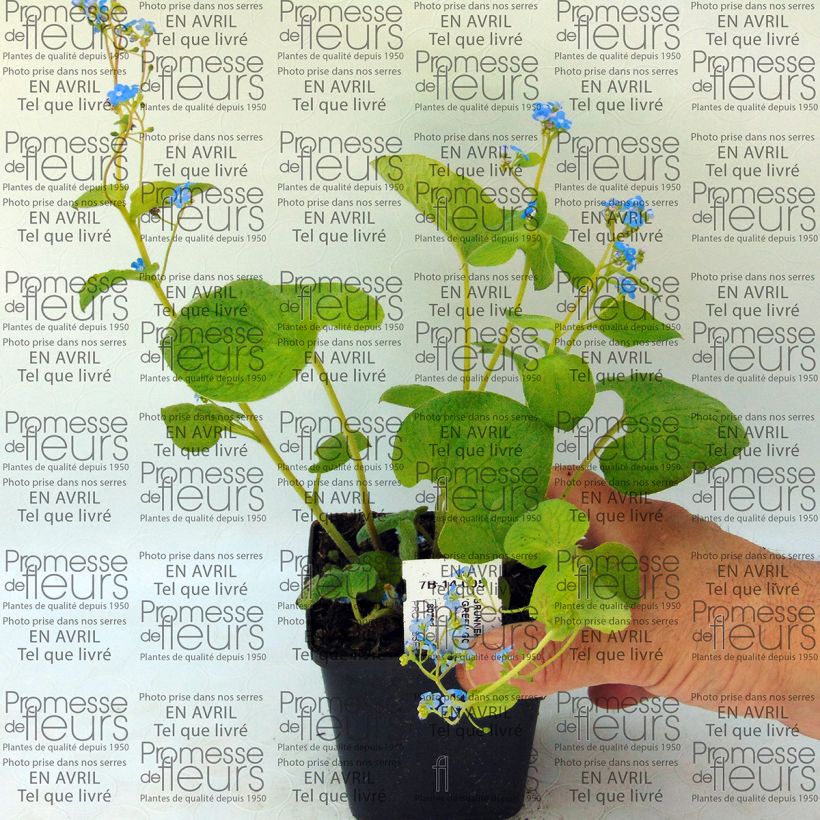 Exemple de spécimen de Brunnera macrophylla Green Gold - Myosotis du Caucase Godet de 9cm tel que livré