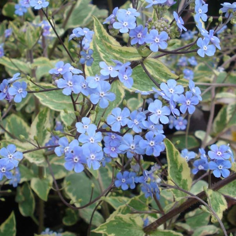 Brunnera macrophylla Hadspen cream - Myosotis du Caucase (Floraison)