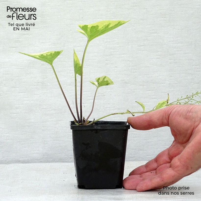 Spécimen de Brunnera macrophylla Hadspen cream - Myosotis du Caucase Godet de 9cm tel que livré au printemps