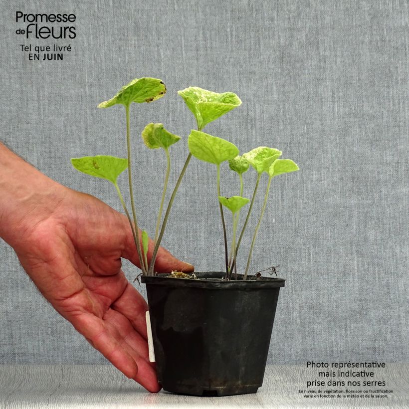 Spécimen de Brunnera macrophylla Hadspen cream - Myosotis du Caucase Godet de 8/9 cm tel que livré en été