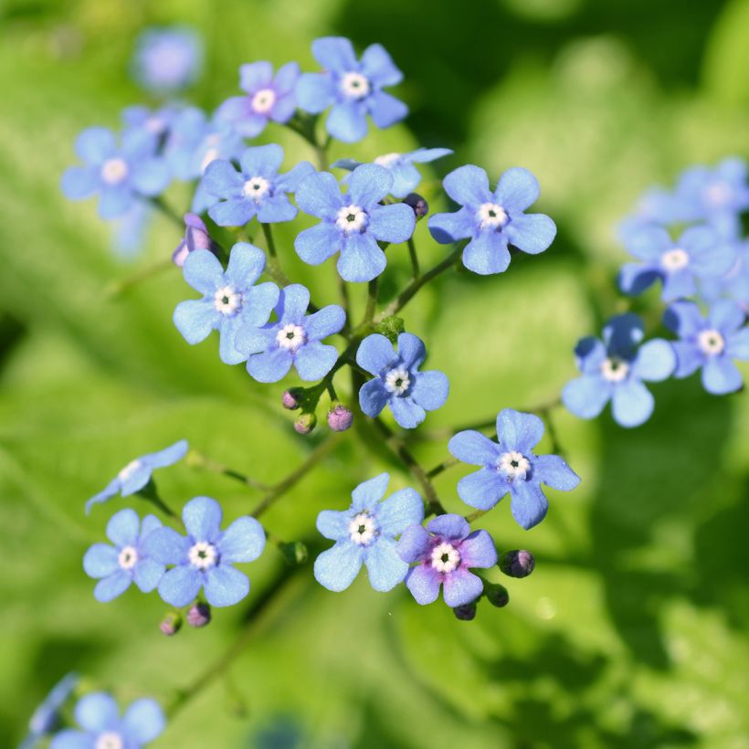 Brunnera macrophylla Jack Frost - Myosotis du Caucase (Floraison)