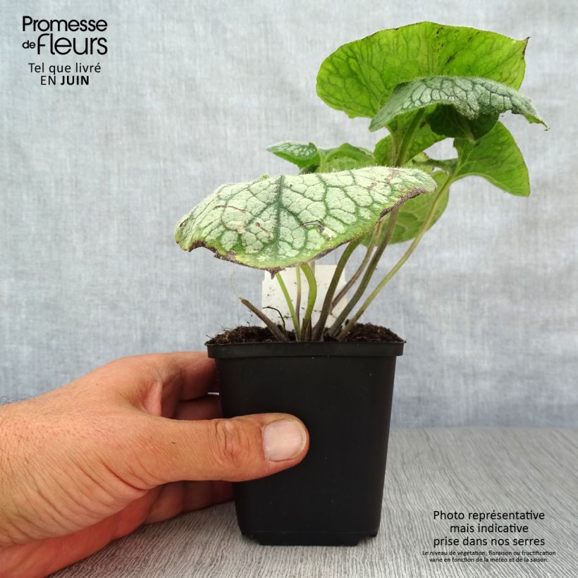 Spécimen de Brunnera macrophylla Jack Frost - Myosotis du Caucase Godet de 7/8 cm tel que livré en été