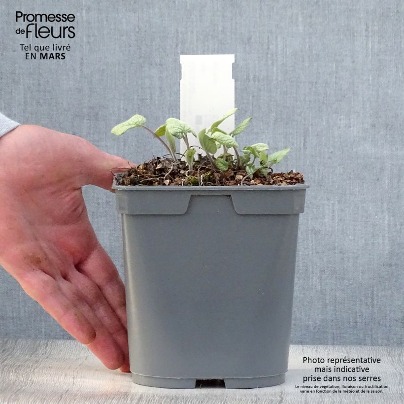 Spécimen de Brunnera macrophylla Jack Frost - Myosotis du Caucase en pot de 2 litres tel que livré au printemps