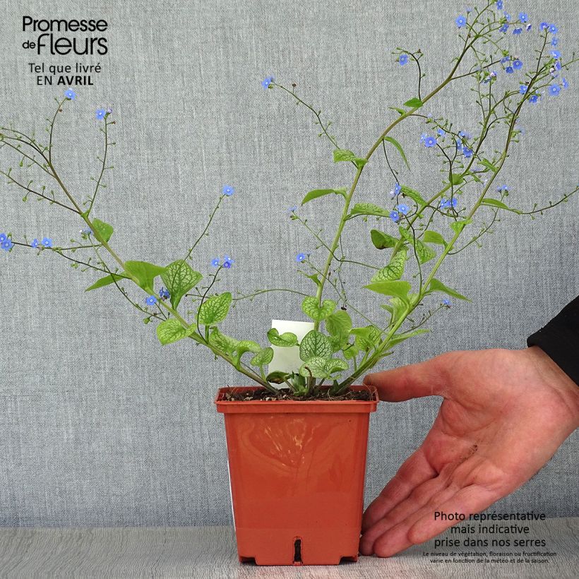 Spécimen de Brunnera macrophylla Jack of Diamonds - Myosotis du Caucase - pot de 1L/1.5L tel que livré au printemps