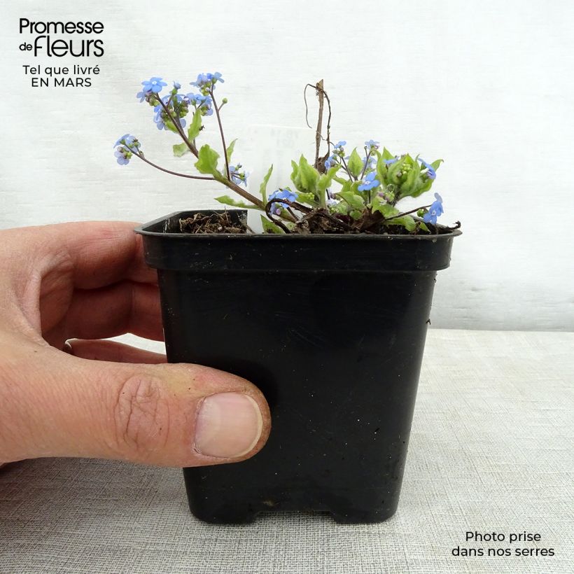 Spécimen de Brunnera macrophylla King's Ramson - Myosotis du Caucase Godet de 9cm tel que livré au printemps