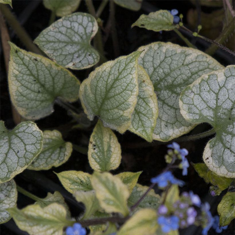 Brunnera macrophylla King's Ramson - Myosotis du Caucase (Feuillage)