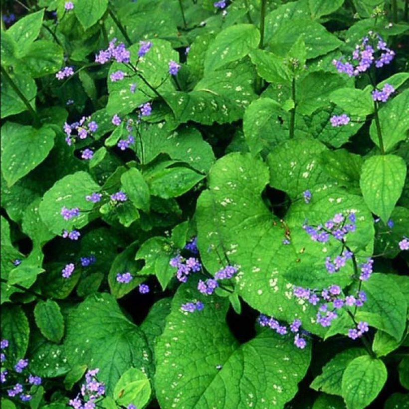 Brunnera macrophylla Langtrees - Myosotis du Caucase (Floraison)