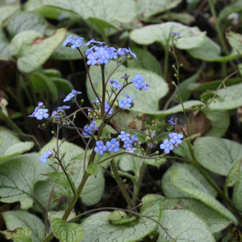 Brunnera macrophylla Looking Glass - Myosotis du Caucase (Port)