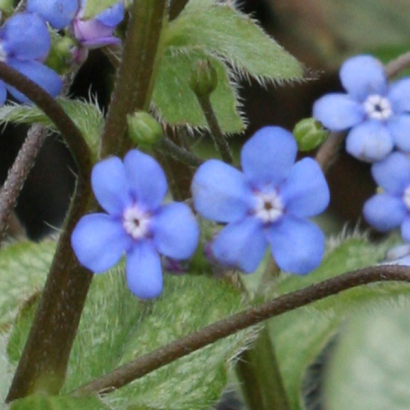 Brunnera macrophylla Looking Glass - Myosotis du Caucase (Floraison)