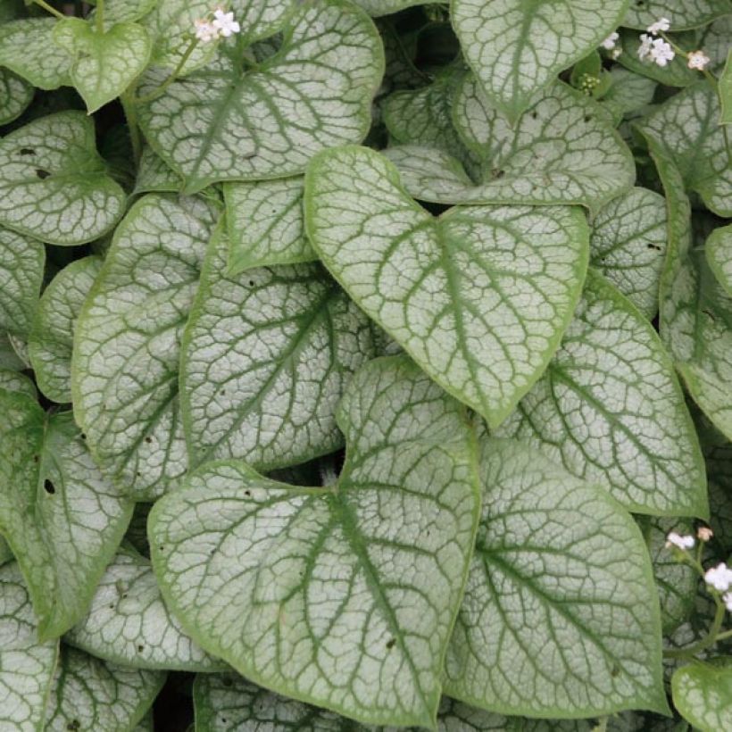 Brunnera macrophylla Mr Morse - Myosotis du Caucase (Feuillage)