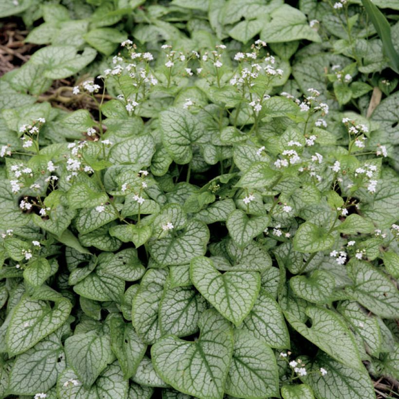 Brunnera macrophylla Mr Morse - Myosotis du Caucase (Port)