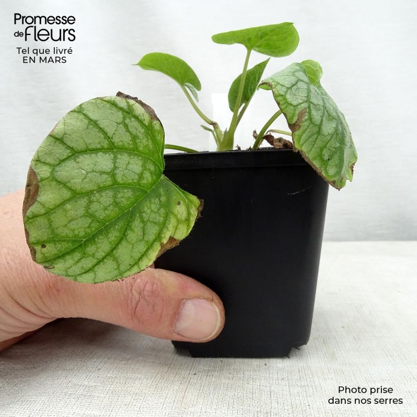 Spécimen de Brunnera macrophylla Mr Morse - Myosotis du Caucase en godet de 9 cm tel que livré au printemps