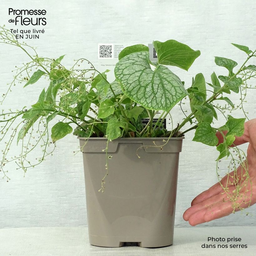 Spécimen de Brunnera macrophylla Mr Morse - Myosotis du Caucase Pot de 2L/3L tel que livré en été