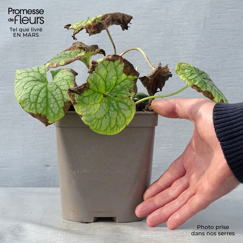 Spécimen de Brunnera macrophylla Mr Morse - Myosotis du Caucase en pot de 2 litres tel que livré au printemps