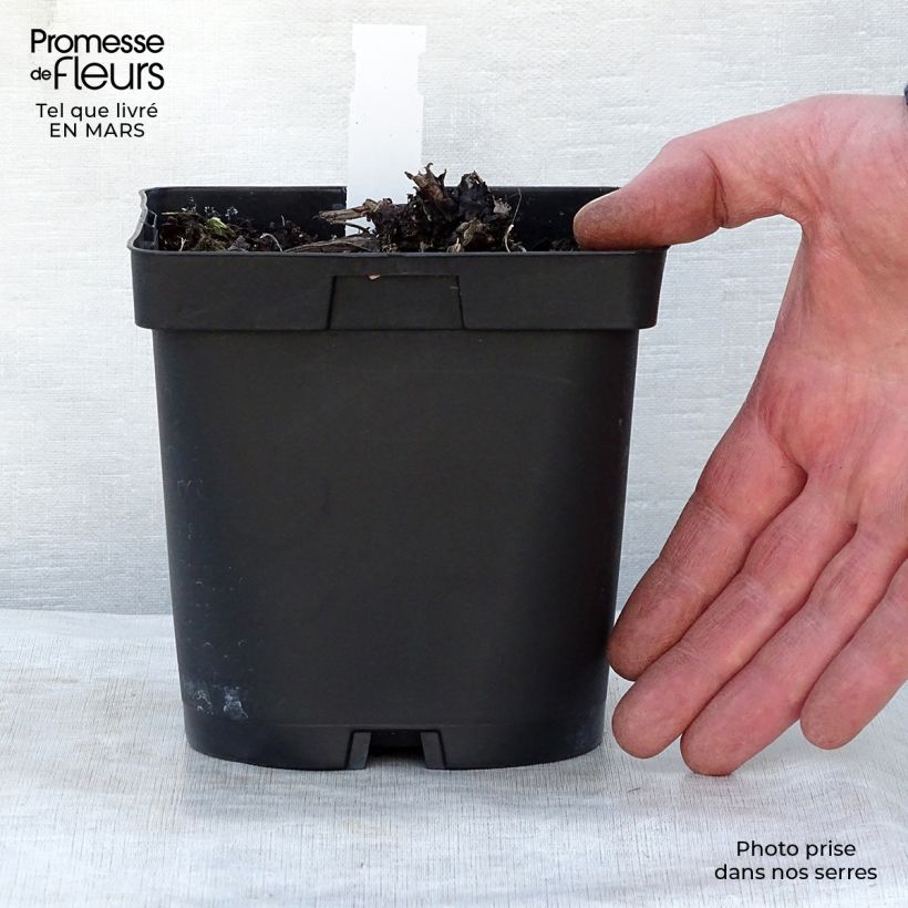 Spécimen de Brunnera macrophylla - Myosotis du Caucase en pot de 2/3L tel que livré au printemps