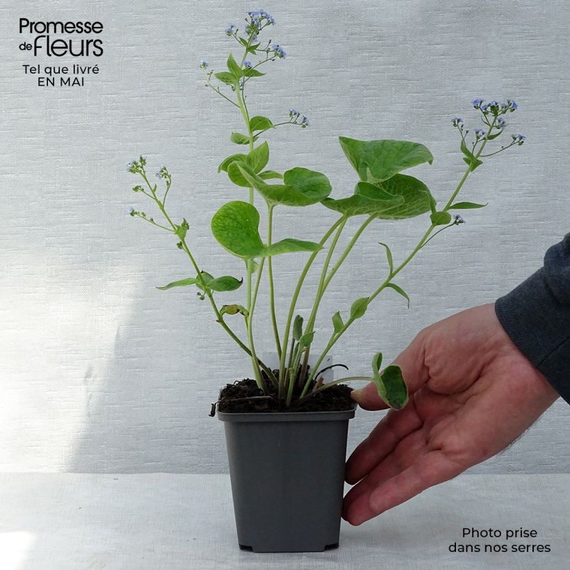 Spécimen de Brunnera macrophylla - Myosotis du Caucase en godet de 9 cm tel que livré au printemps