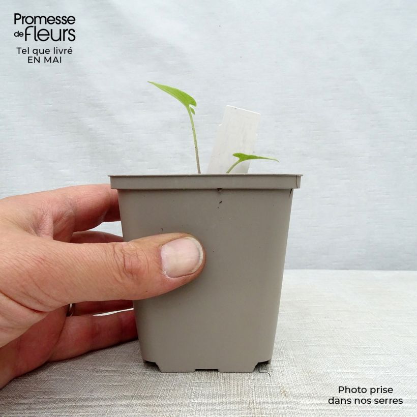 Spécimen de Brunnera macrophylla Silver Heart® - Myosotis du Caucase Godet de 9cm tel que livré au printemps