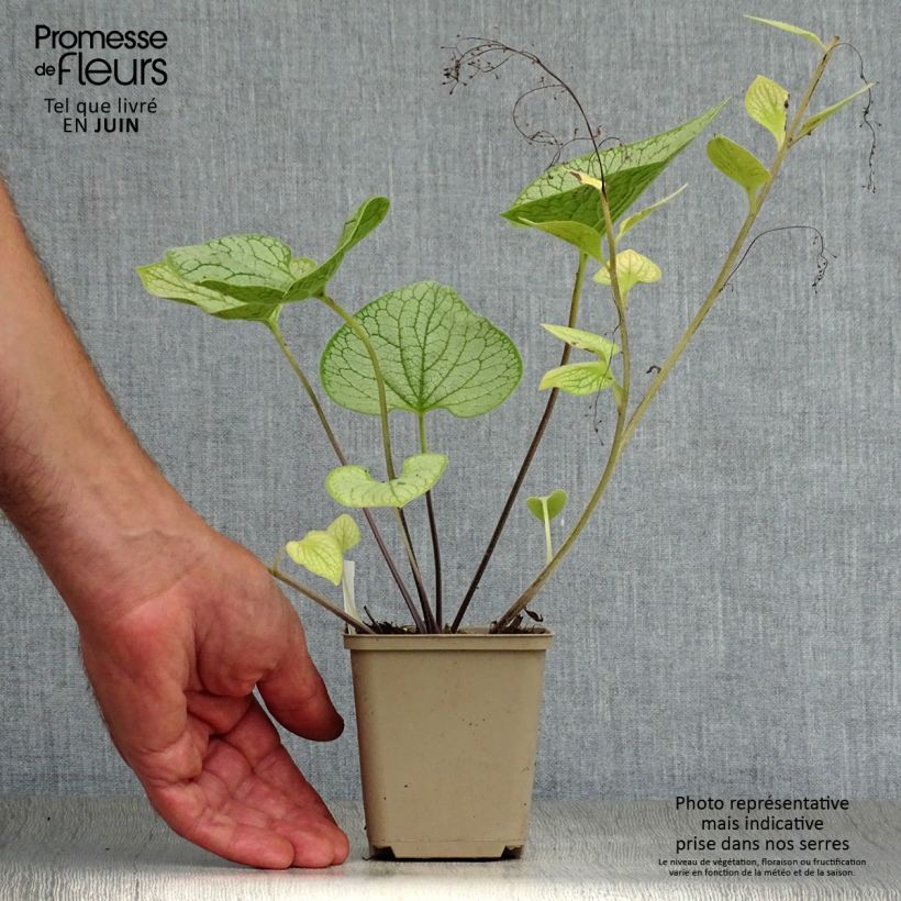 Spécimen de Brunnera macrophylla Silver Heart® - Myosotis du Caucase Godet de 8/9 cm tel que livré en été