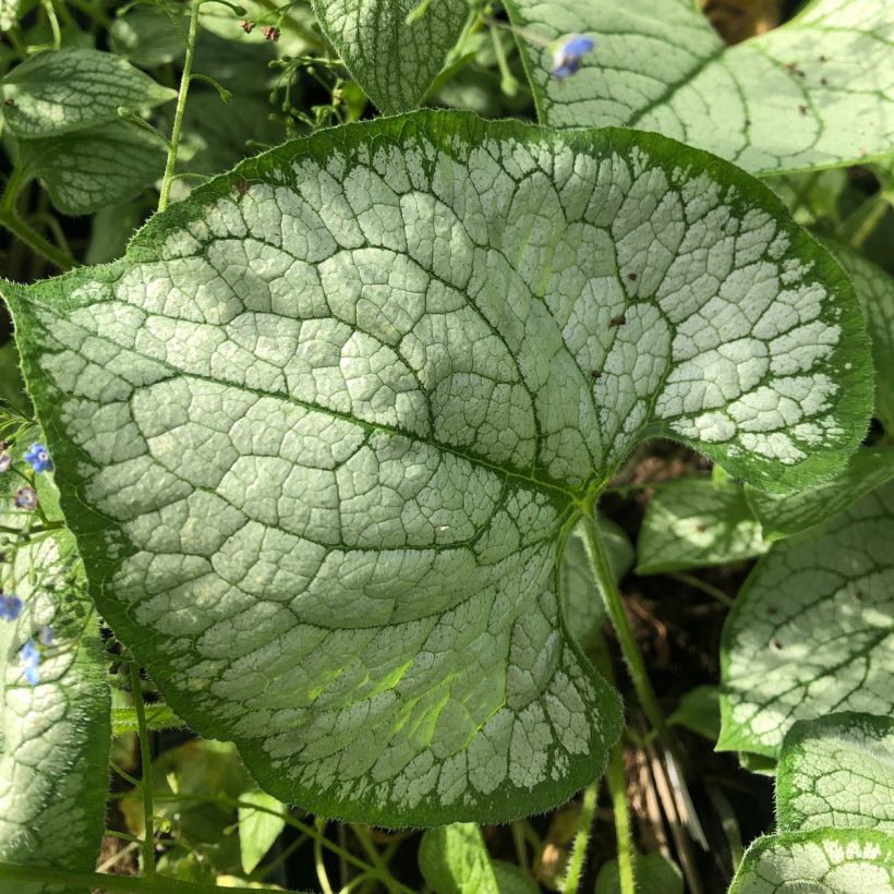 Brunnera macrophylla Silver Heart® - Myosotis du Caucase (Feuillage)