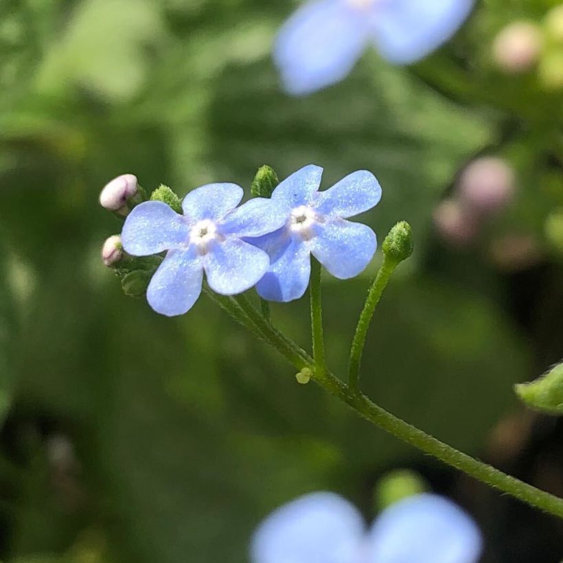 Brunnera macrophylla Silver Heart® - Myosotis du Caucase (Floraison)