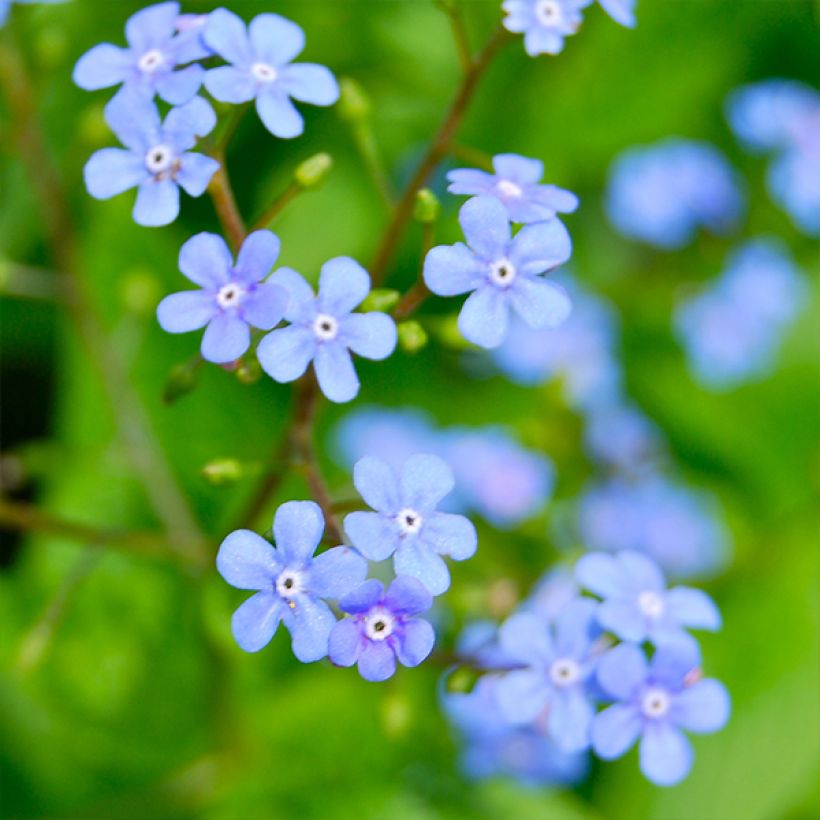 Brunnera macrophylla Yellow spring - Myosotis du Caucase (Floraison)