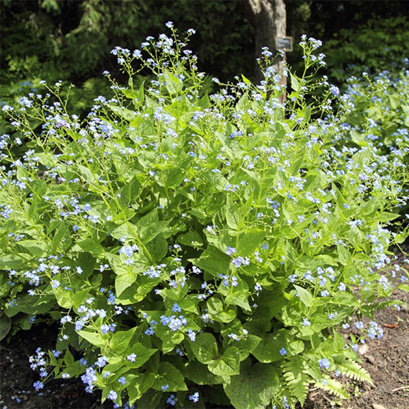 Brunnera macrophylla Yellow spring - Myosotis du Caucase (Port)