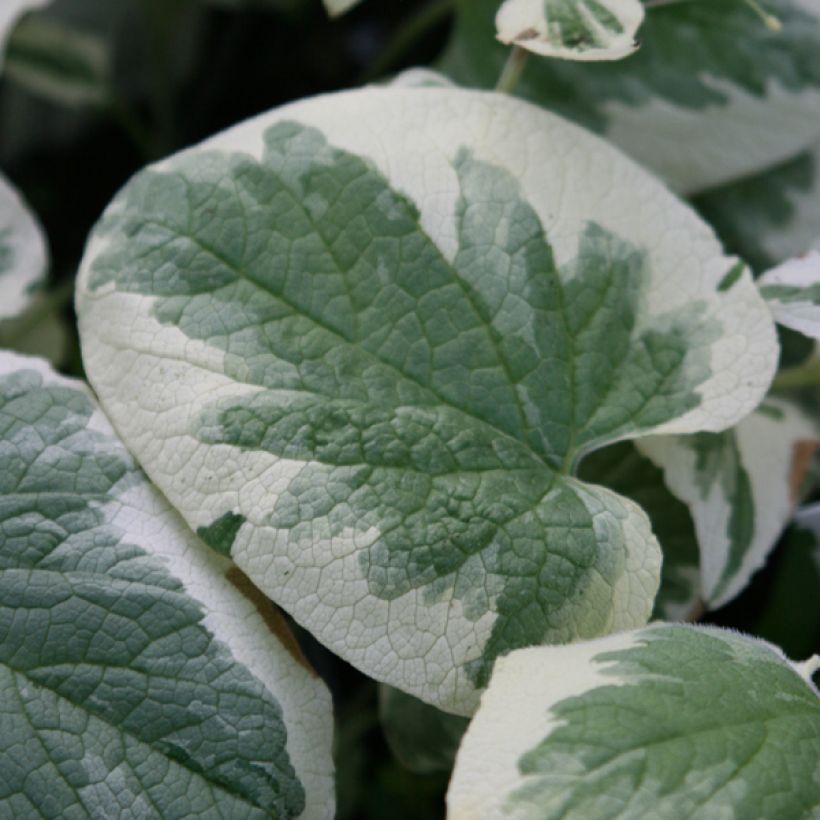 Brunnera Macrophylla Variegata - Myosotis du Caucase (Feuillage)