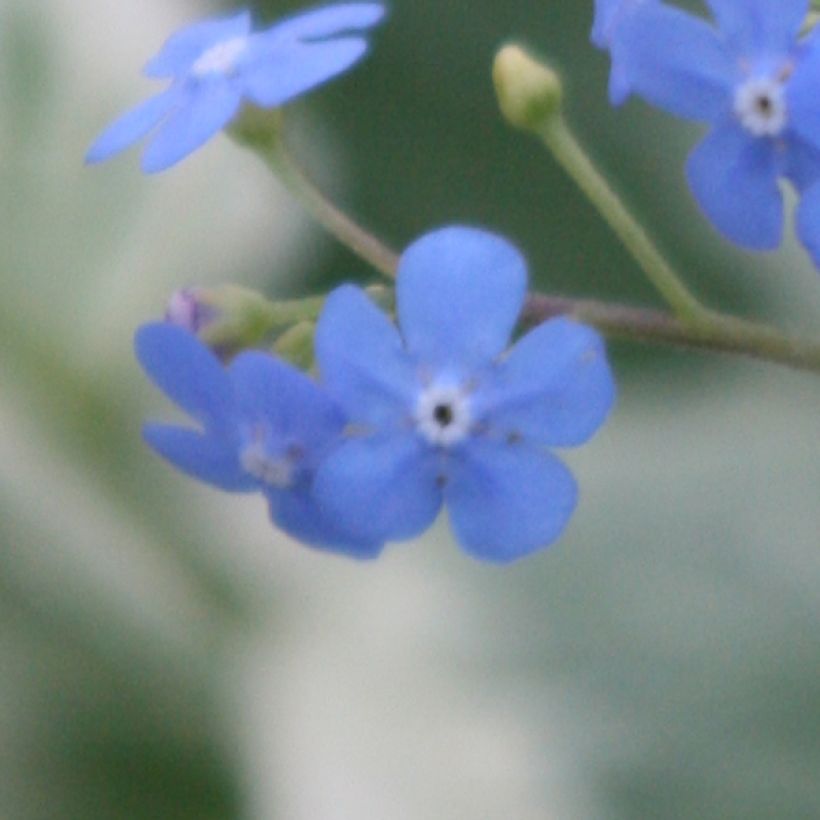 Brunnera Macrophylla Variegata - Myosotis du Caucase (Floraison)