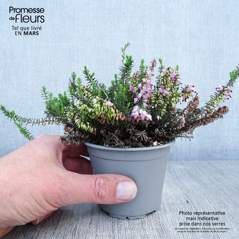 Spécimen de Bruyère Carnea December Red, Erica Godet de 9cm tel que livré au printemps