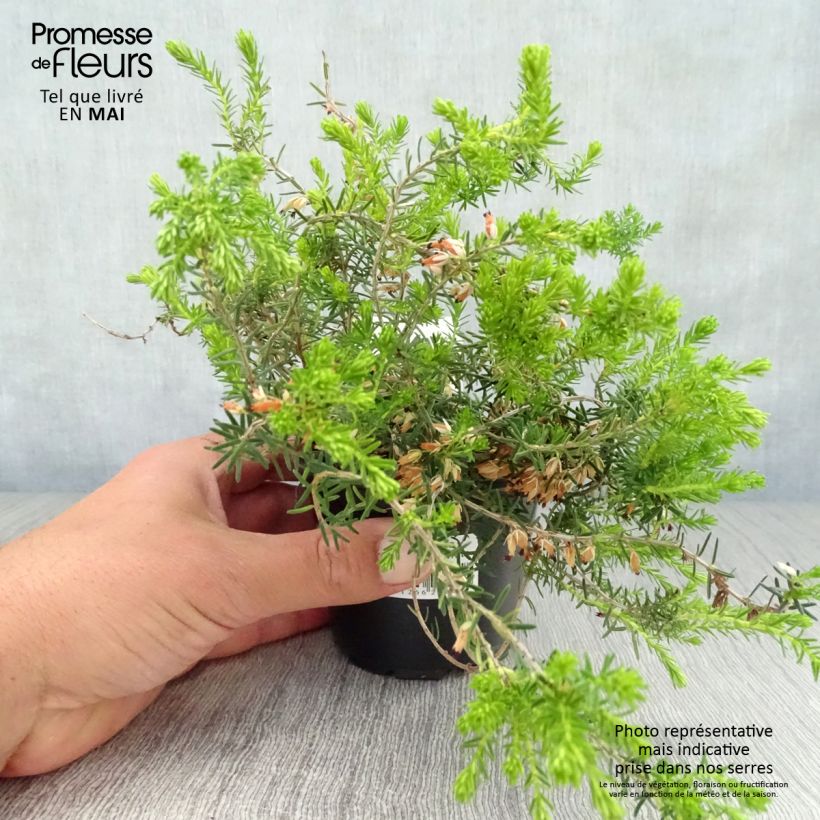 Spécimen de Bruyère Carnea Springwood White, Erica Godet de 8/9cm tel que livré au printemps