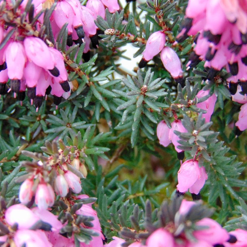 Bruyère Winter Belles Lucie - Erica (x) darleyensis (Feuillage)