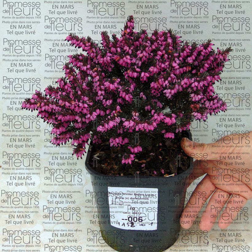 Exemple de spécimen de Bruyère Winter Belles Lucie - Erica (x) darleyensis Pot de 2L/3L tel que livré