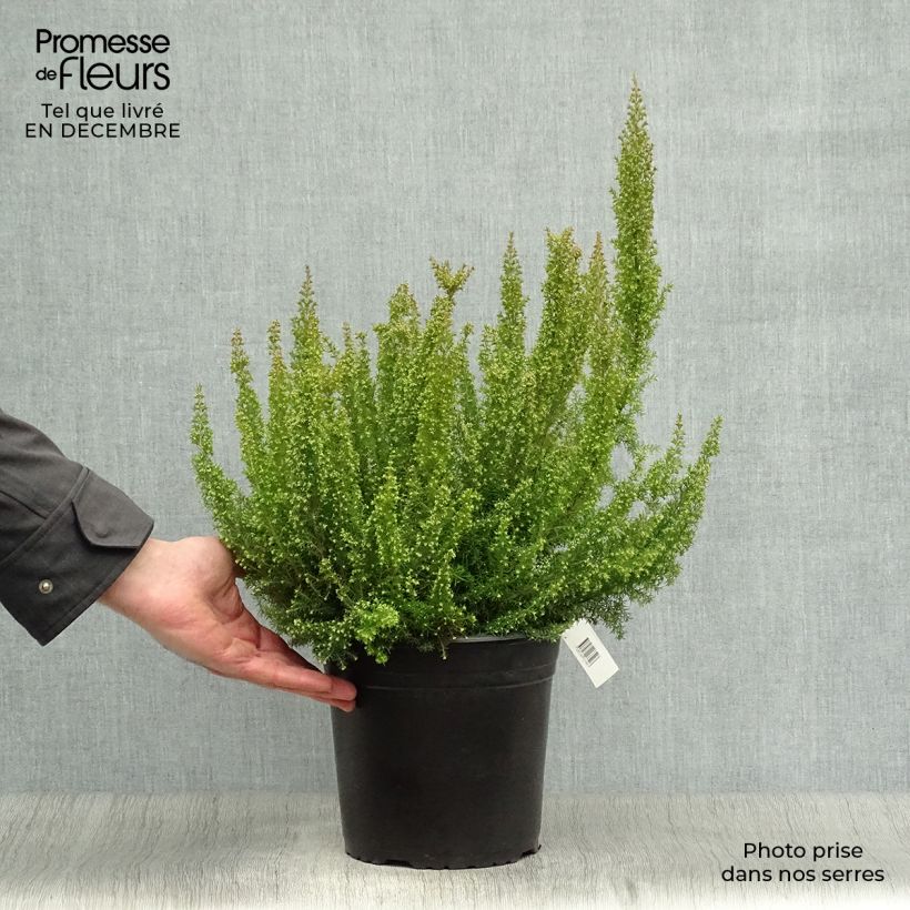 Spécimen de Bruyère arborescente Pink Joy - Erica arborea tel que livré en hiver