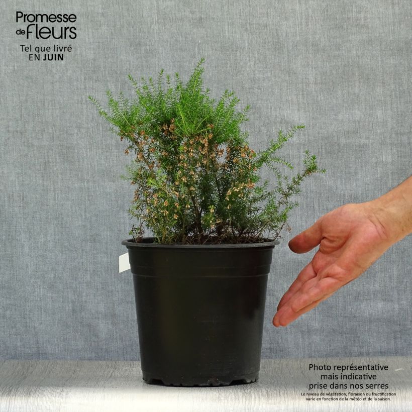 Spécimen de Bruyère arborescente Pink Joy - Erica arborea Pot de 4L/5L tel que livré en été
