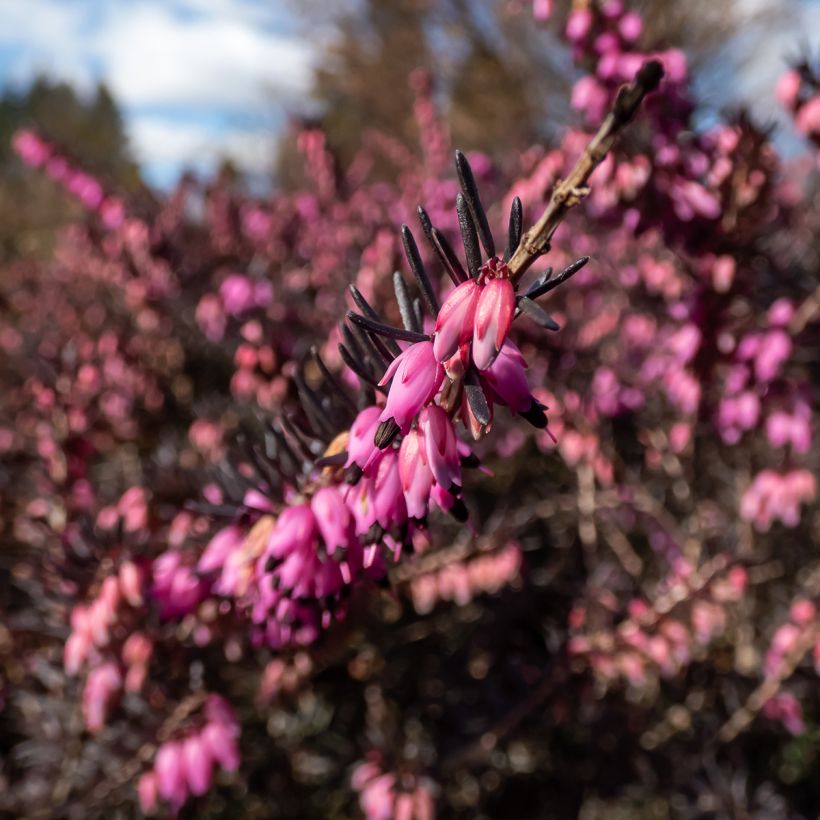 Bruyère d'Hiver - Erica x darleyensis Kramer's Rote (Floraison)