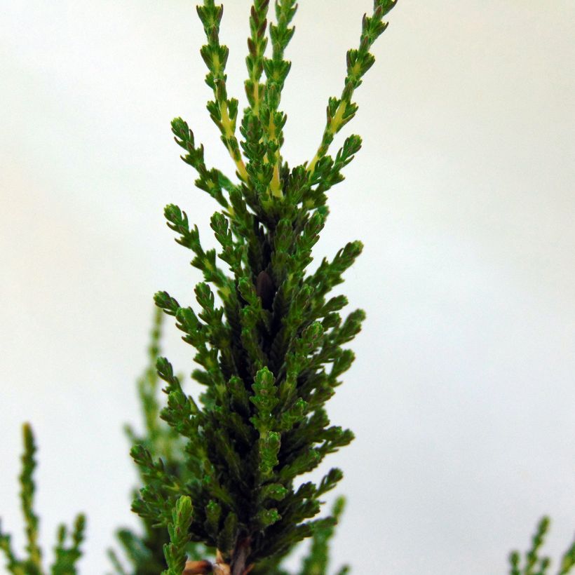 Bruyère d'été - Calluna vulgaris Allegro  (Feuillage)