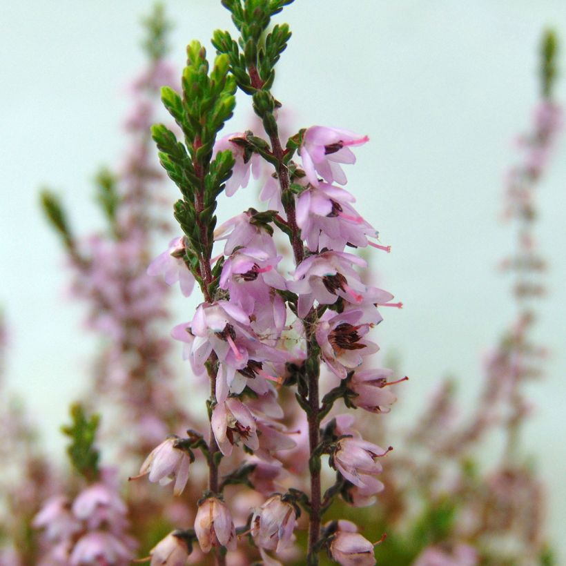 Bruyère d'été - Calluna vulgaris Spring Torch (Floraison)