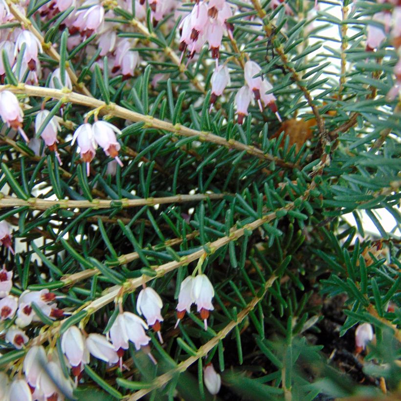 Bruyère d'hiver - Erica darleyensis Ghost Hills (Feuillage)