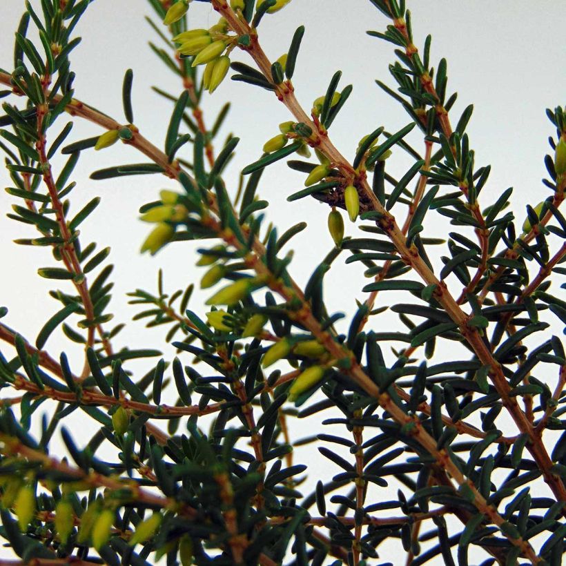 Bruyère d'hiver - Erica x darleyensis Silberschmelze (Feuillage)