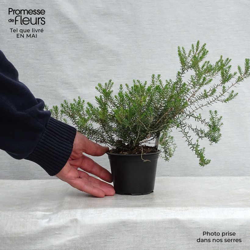 Spécimen de Bruyère d'hiver - Erica x darleyensis Silberschmelze en godet 8/9cm tel que livré au printemps