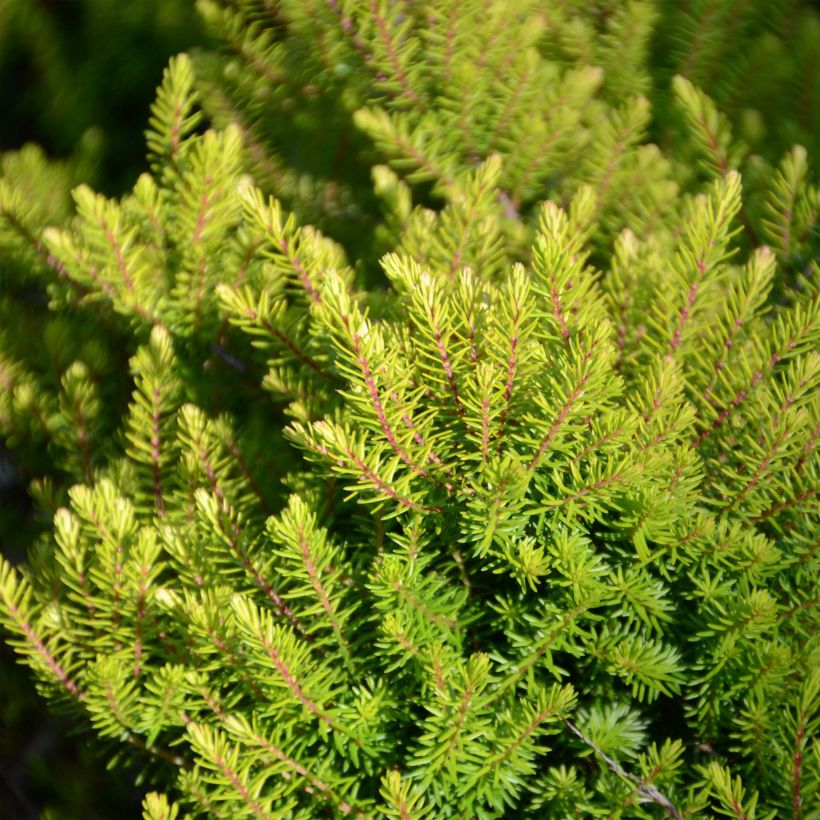 Bruyère d'hiver Winter Belles Tylou - Erica x darleyensis (Feuillage)