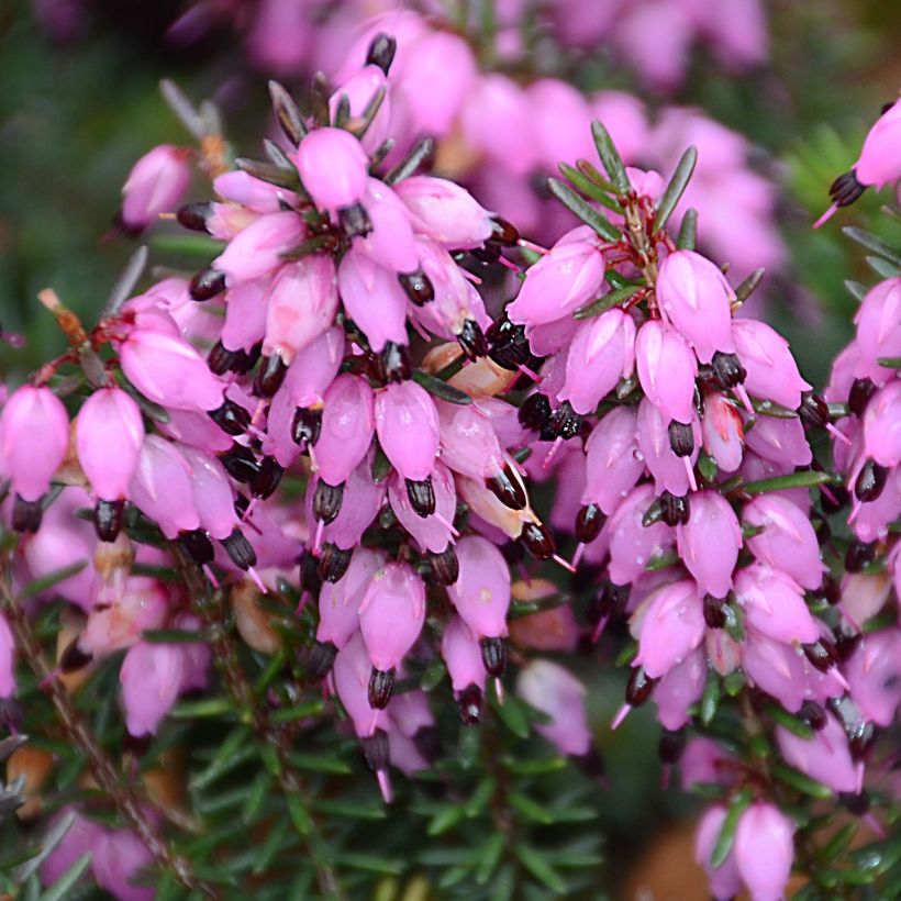 Bruyère d'hiver Winter Belles Tylou - Erica x darleyensis (Floraison)